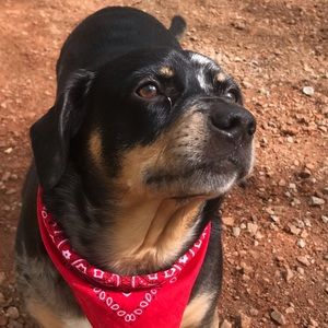 Meet your Posher, Alex